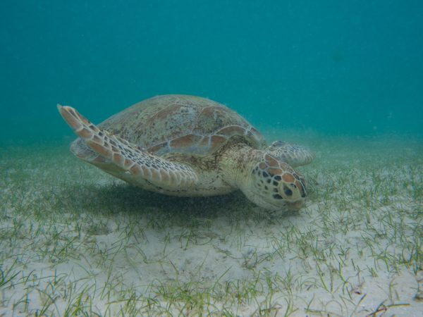 What can turtle poo tell us about reef health? - Cosmos Magazine