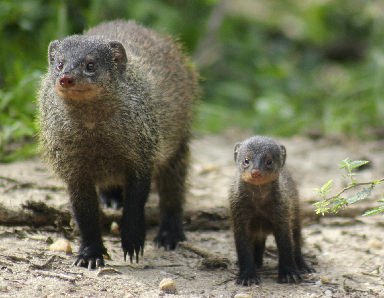 Young mongooses learn from unrelated 