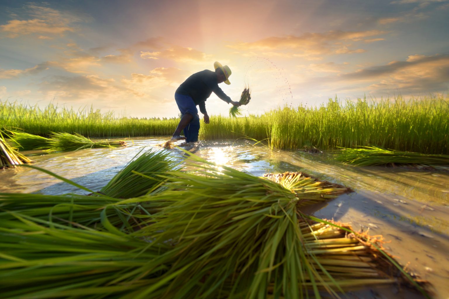 Agriculture Arose From Surplus Not Hunger Cosmos Magazine