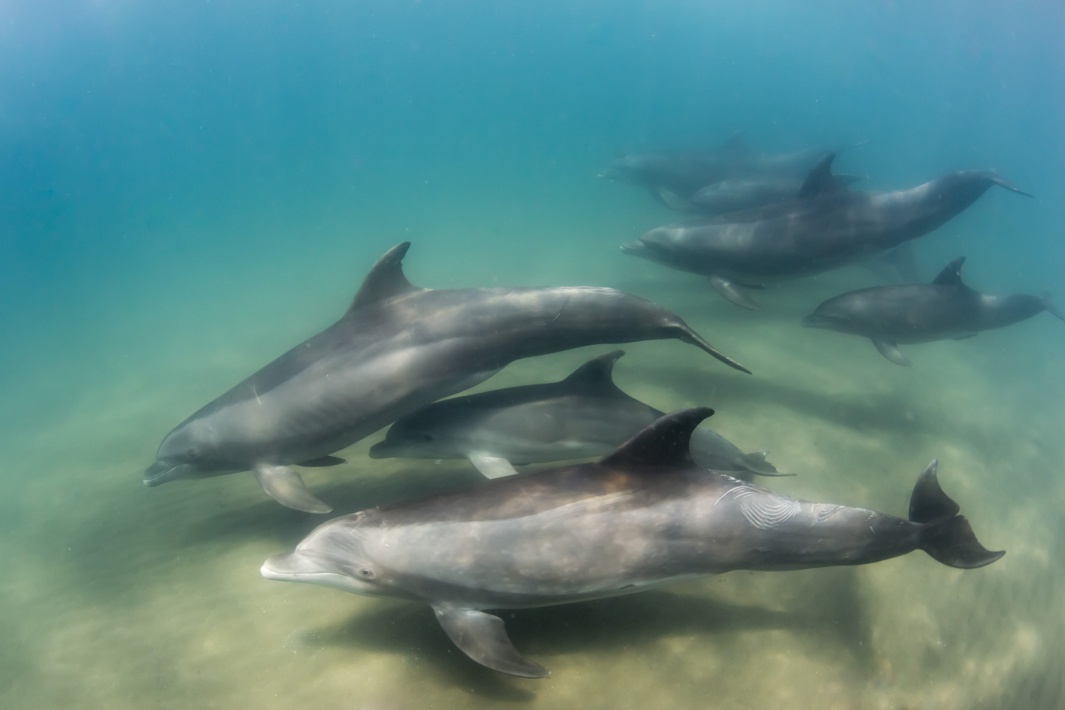 The Mourning After: Dolphins Grieve For Their Dead - Cosmos Magazine