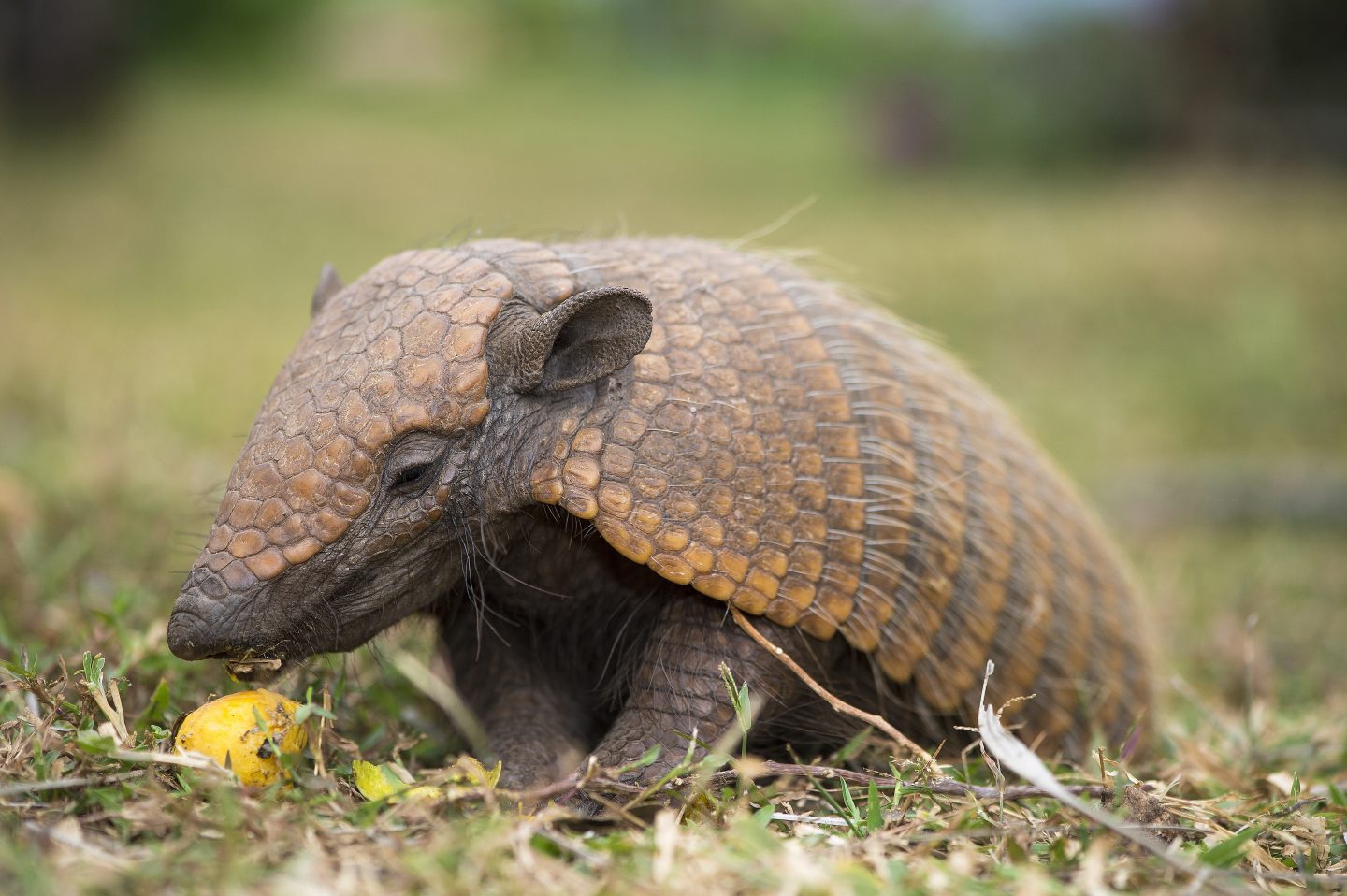 More than 50% of armadillos carry leprosy