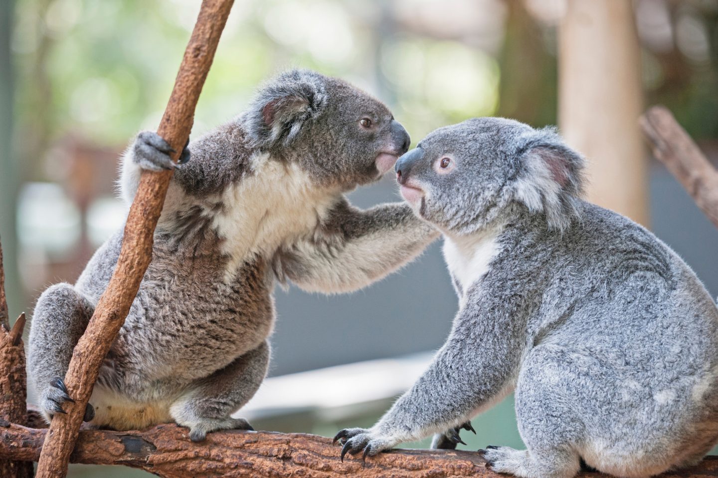 How To Make A Koala Cosmos Magazine