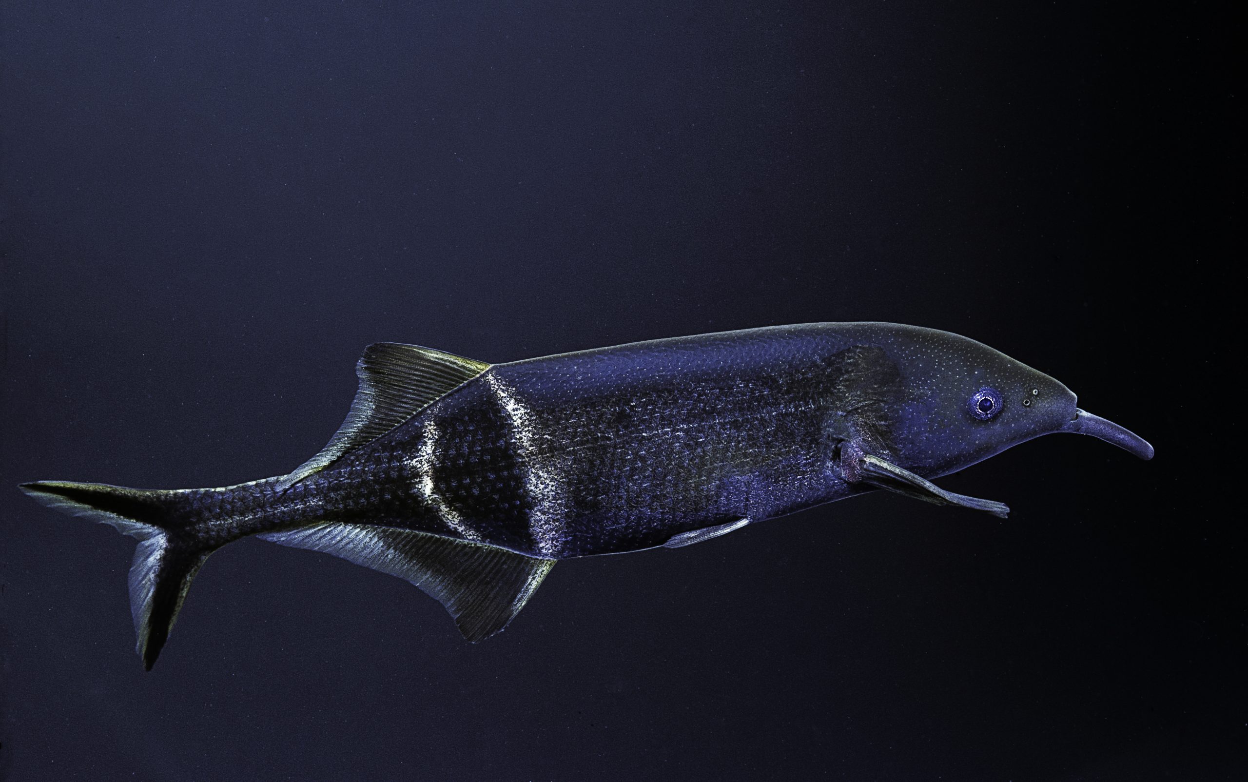 Elephantnose Fish - Georgia Aquarium