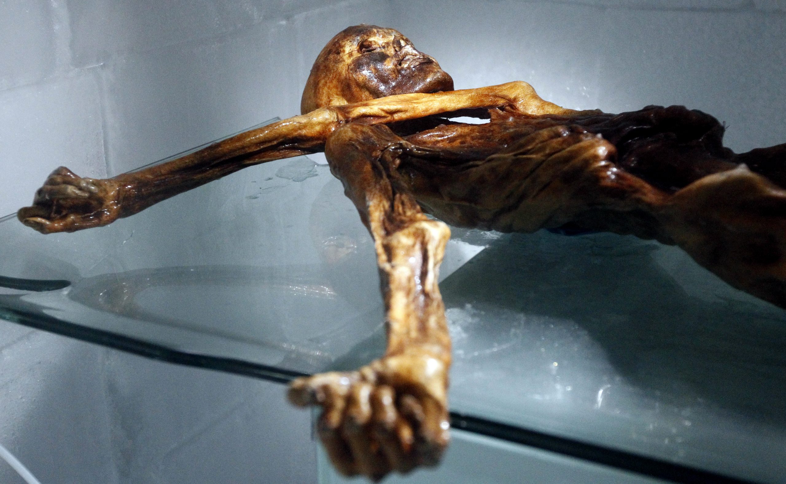 Otzi The Iceman Enjoyed A Very High Fat Diet