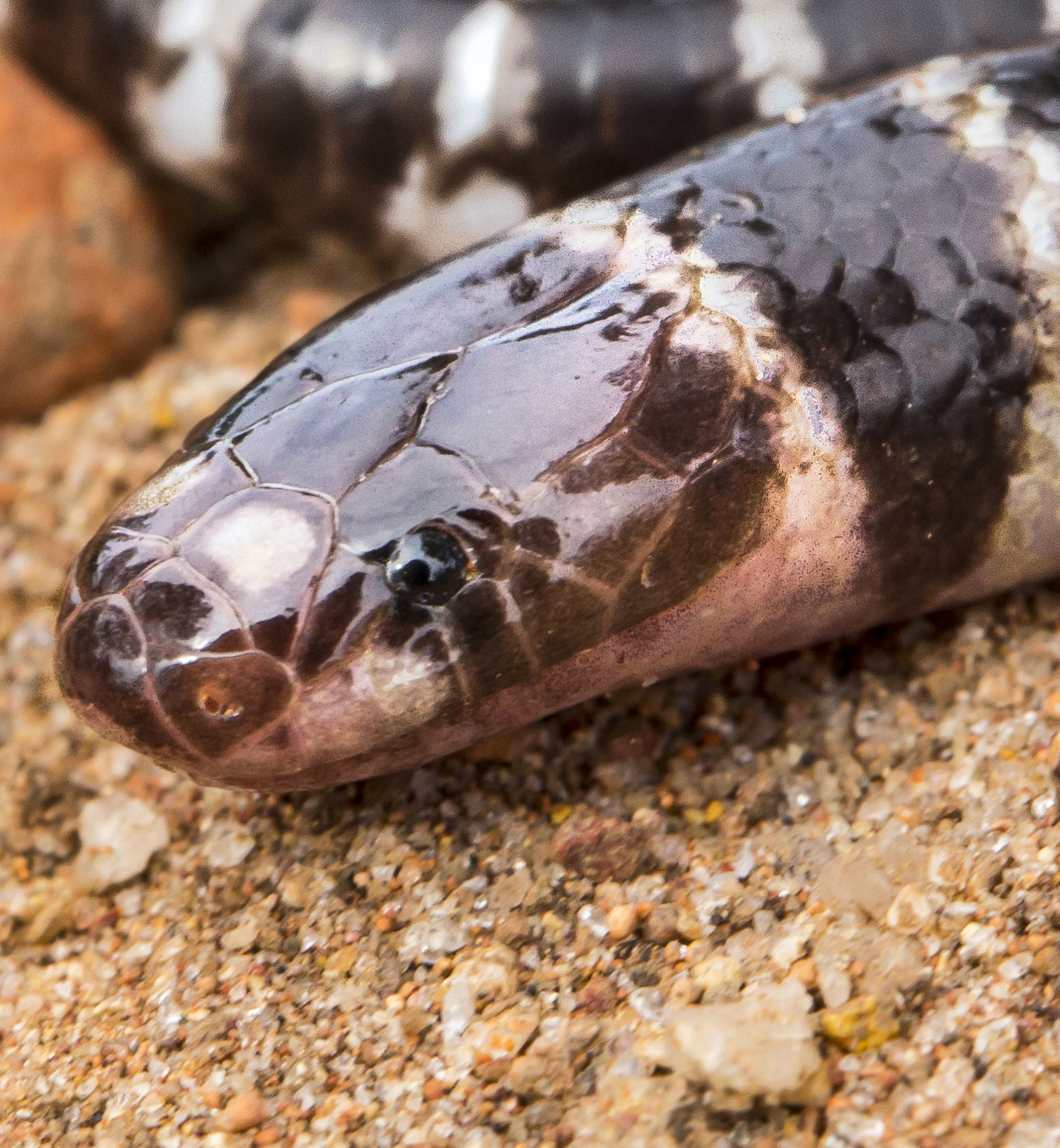 Змеи Австралии. Новый вид змеи. Австралийская змея. Новые виды ядовитых змей.