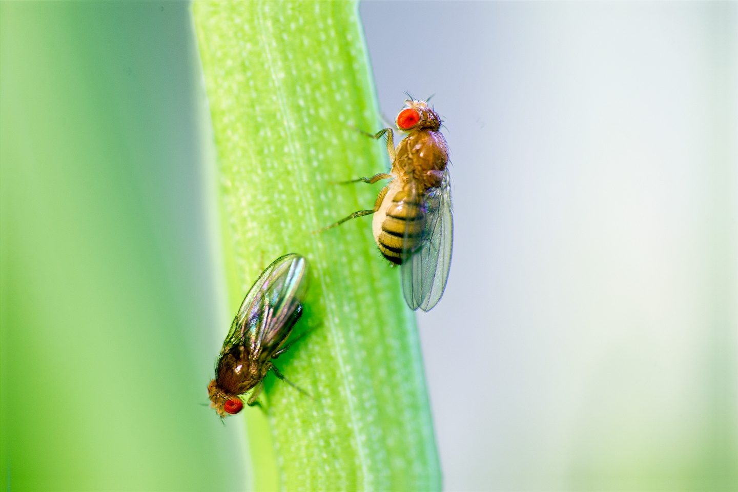 Fruit flies warn other species of wasp danger - Cosmos ...