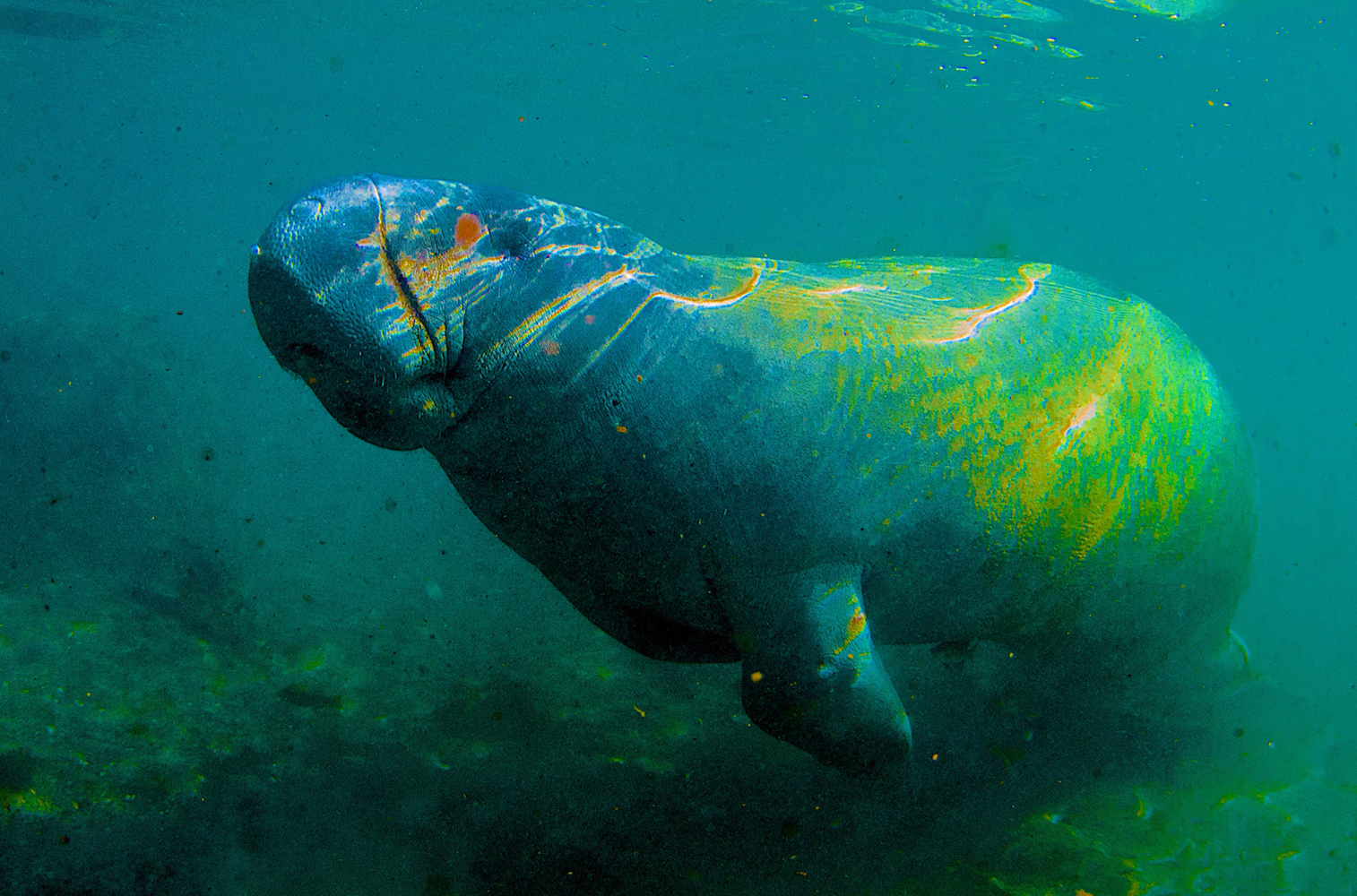 Marine mammals lose pesticide protection