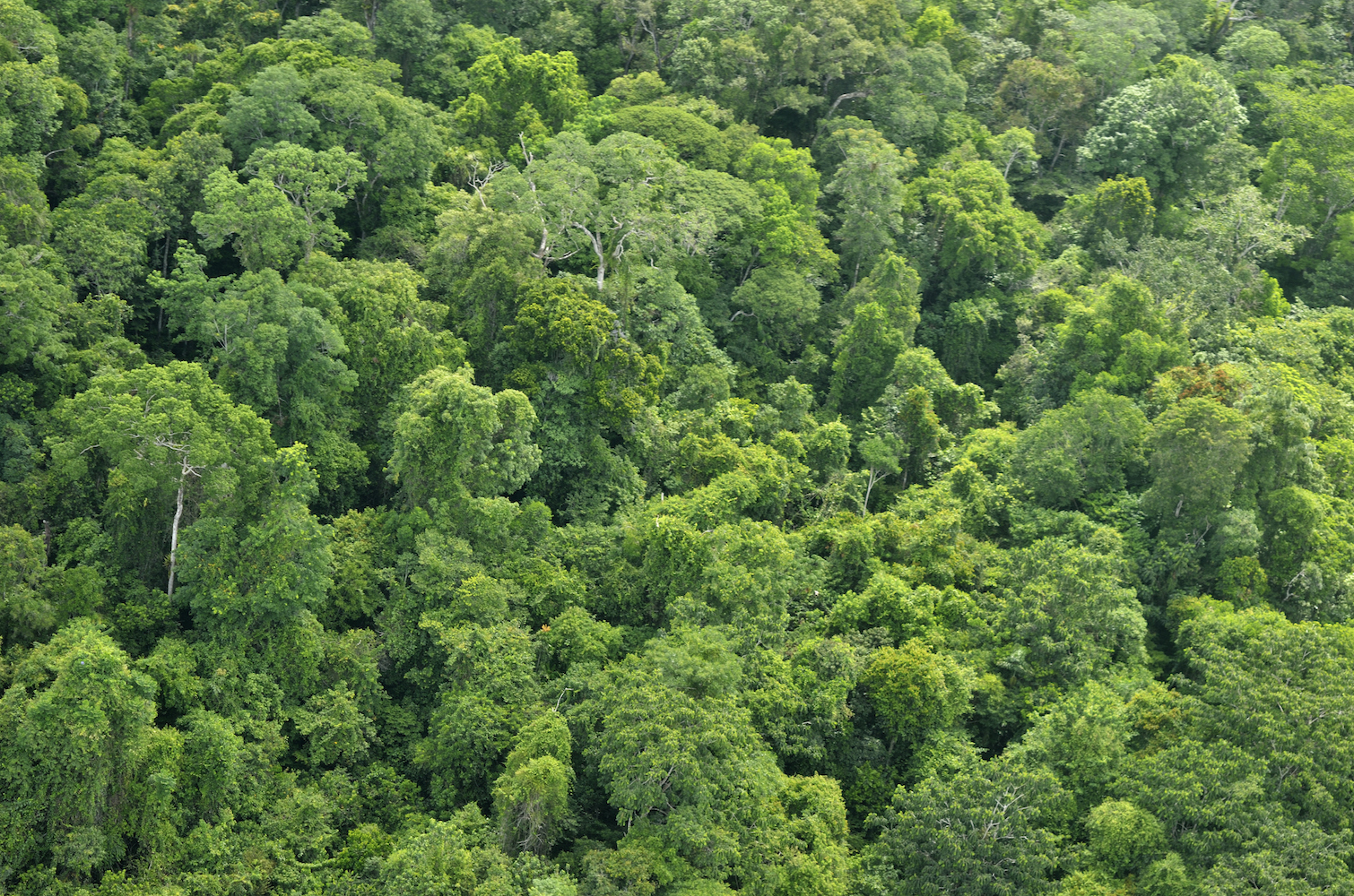 Forests pull off a useful light trick