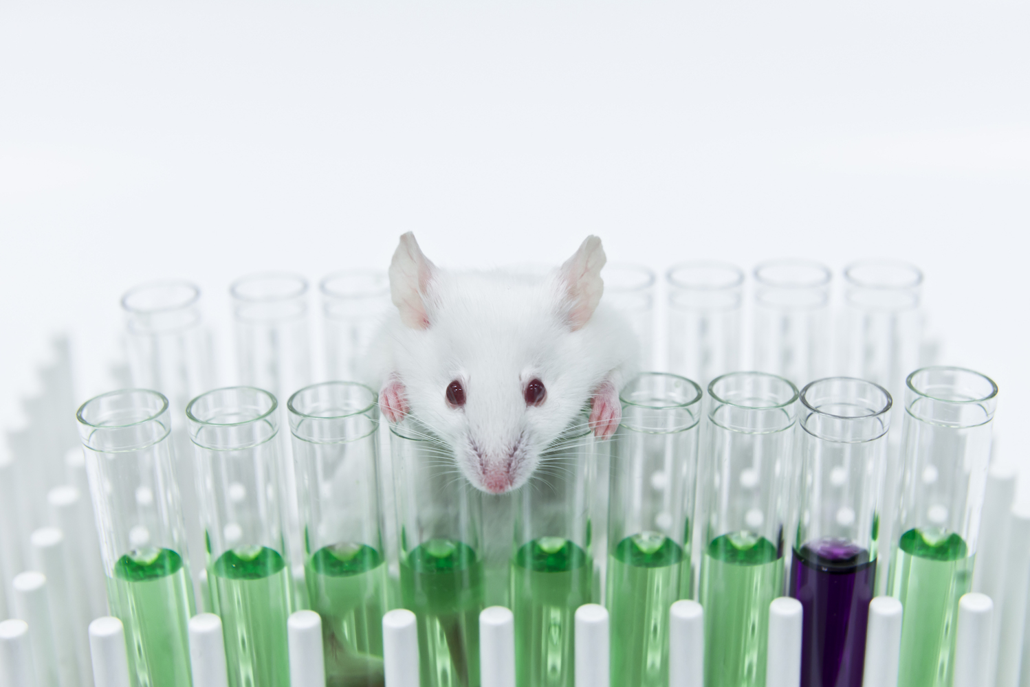 Вакцина мыши. Лабораторная крыса. Лабораторные крысы фото. Изолятор для лабораторных мышей. Контейнер для лабораторных крыс.