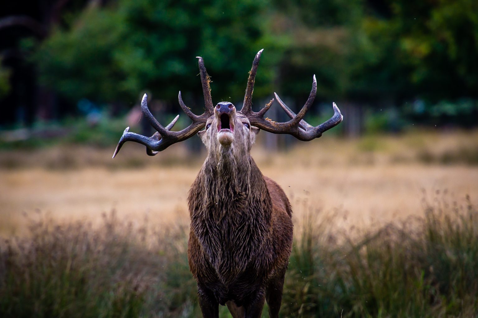 male elk sound