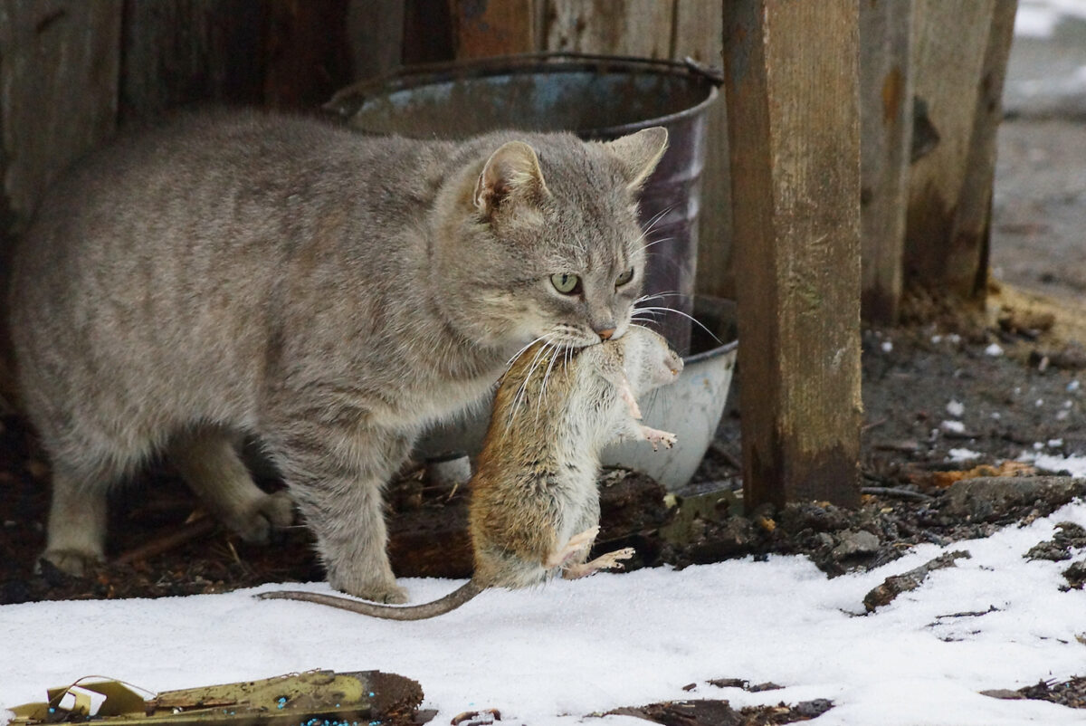 cats-or-rats-rats-win-in-ny-hands-down