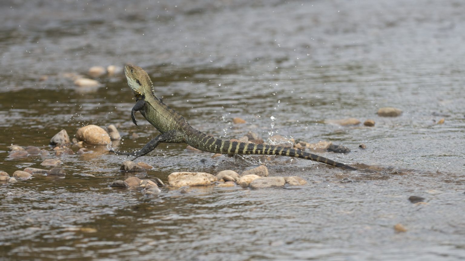 How Lizards Do A Good ‘wheelie Cosmos Magazine