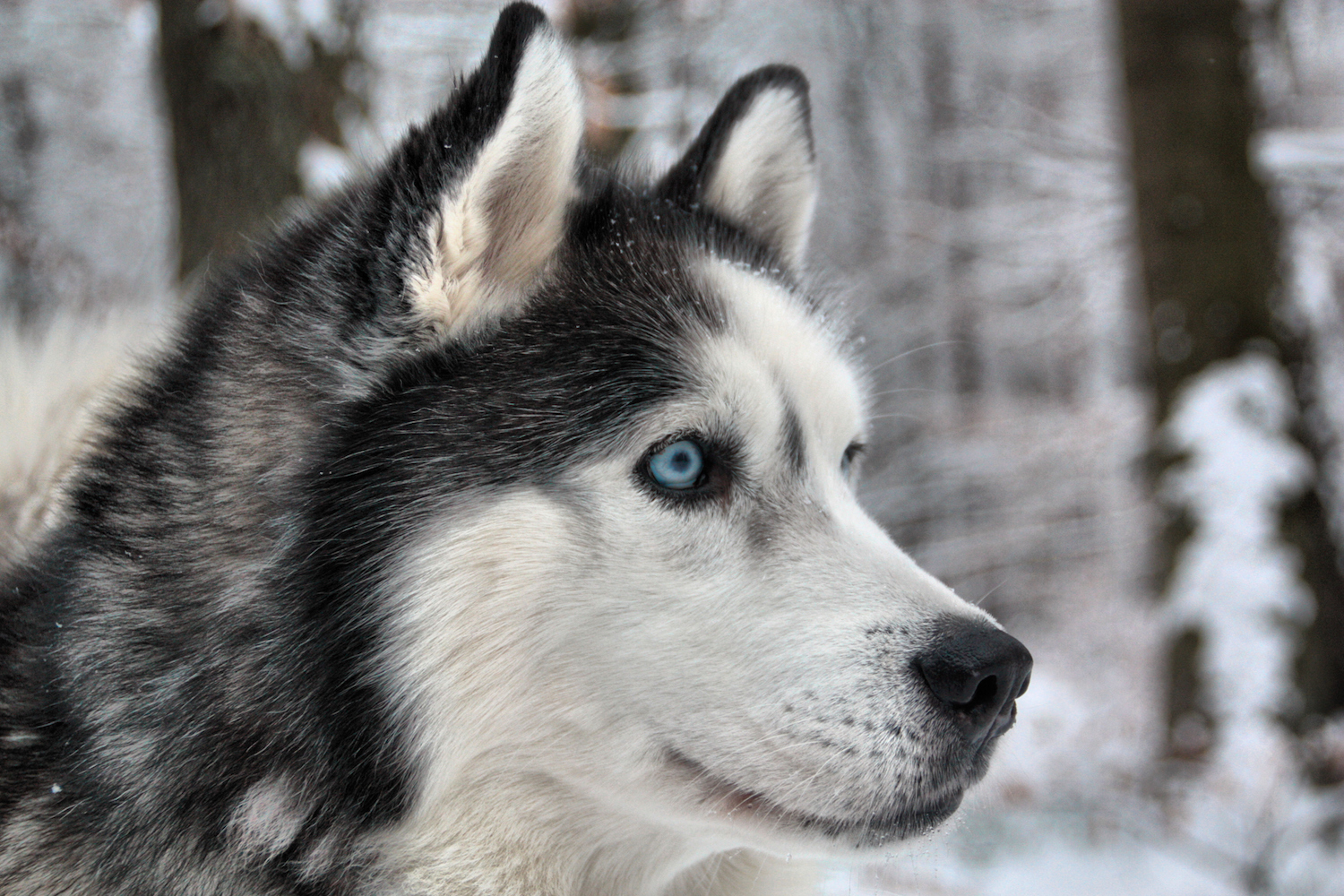 Why Huskies Have Blue Eyes Cosmos Magazine