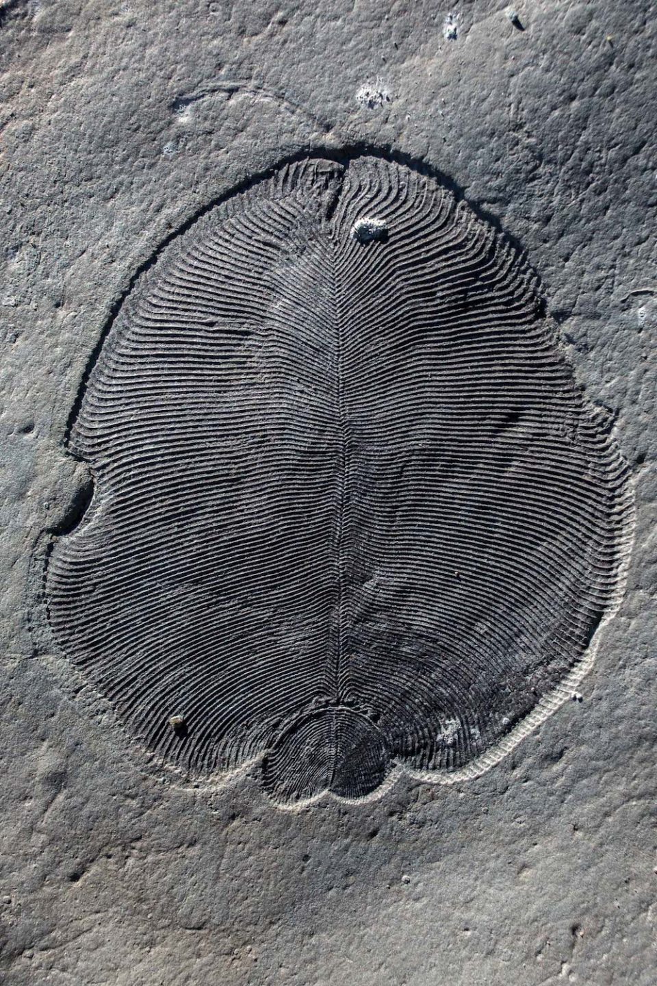 is-this-the-oldest-animal-on-earth-cosmos-magazine