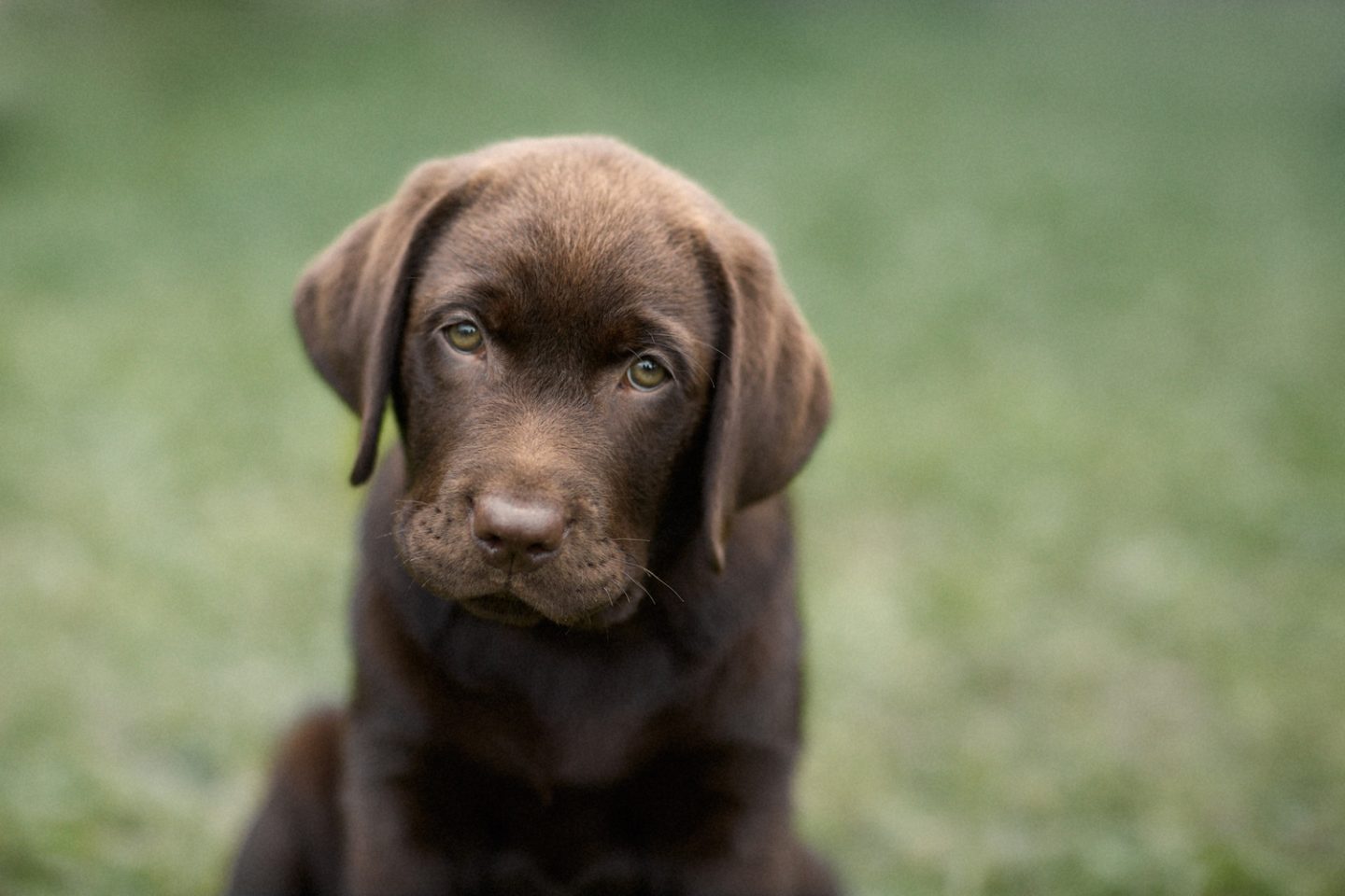 Average age of brown lab