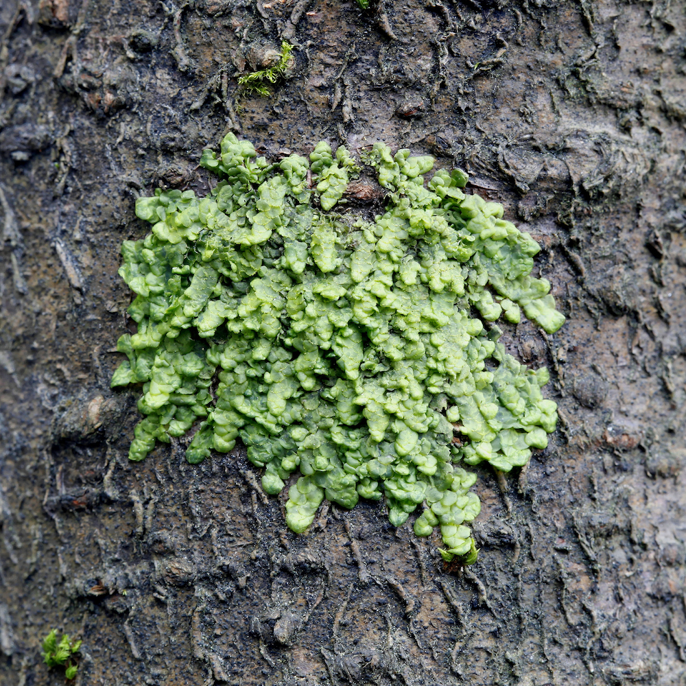 Moss Mosses Liverwort Hi-res Stock Photography And Images, 43% OFF