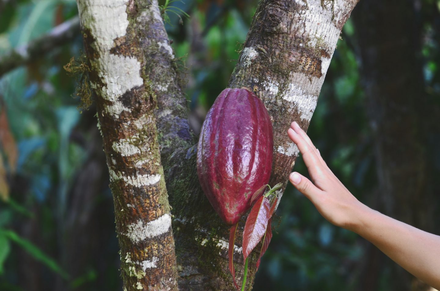 Cacao Dating Site.