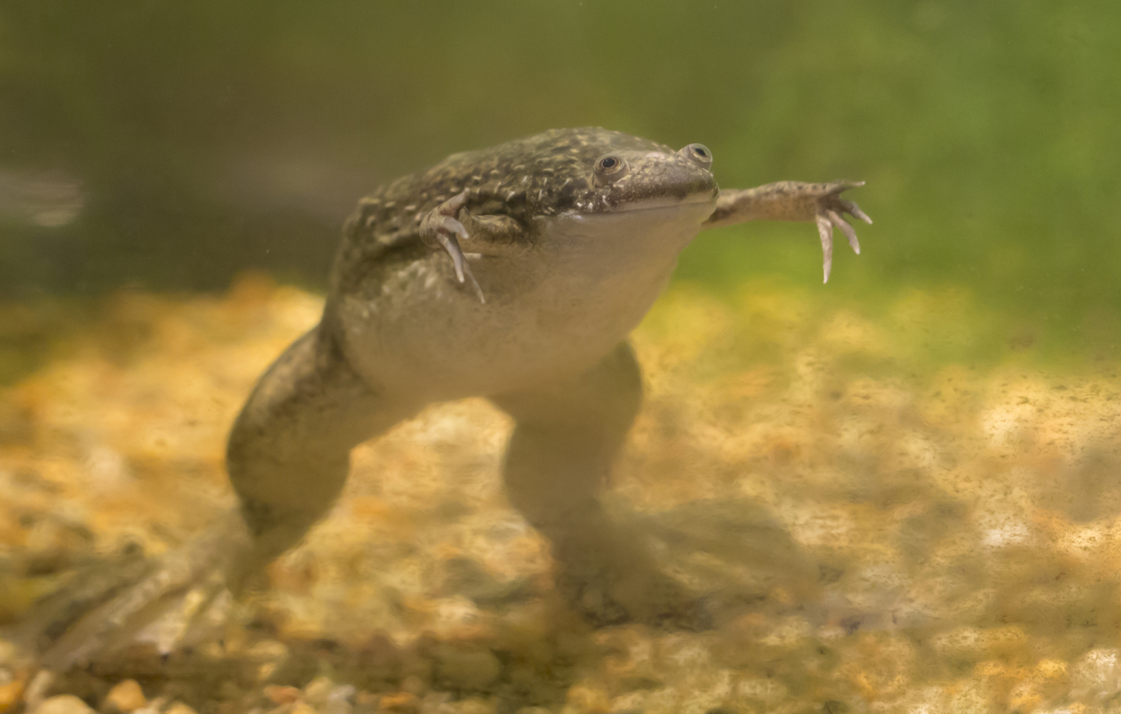 Building better frogs’ legs