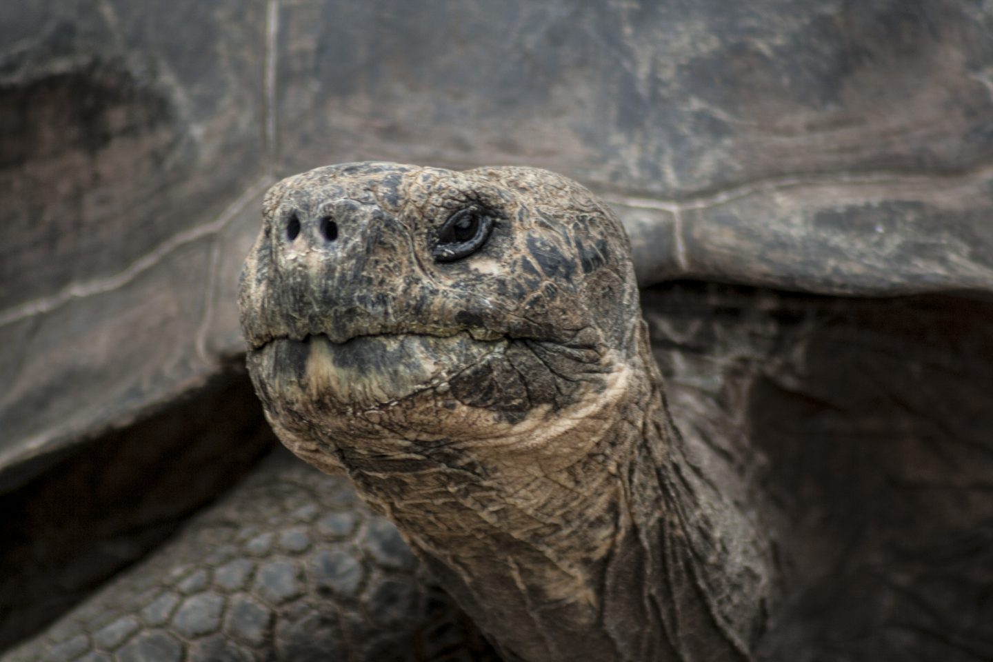 The genome of Lonesome George