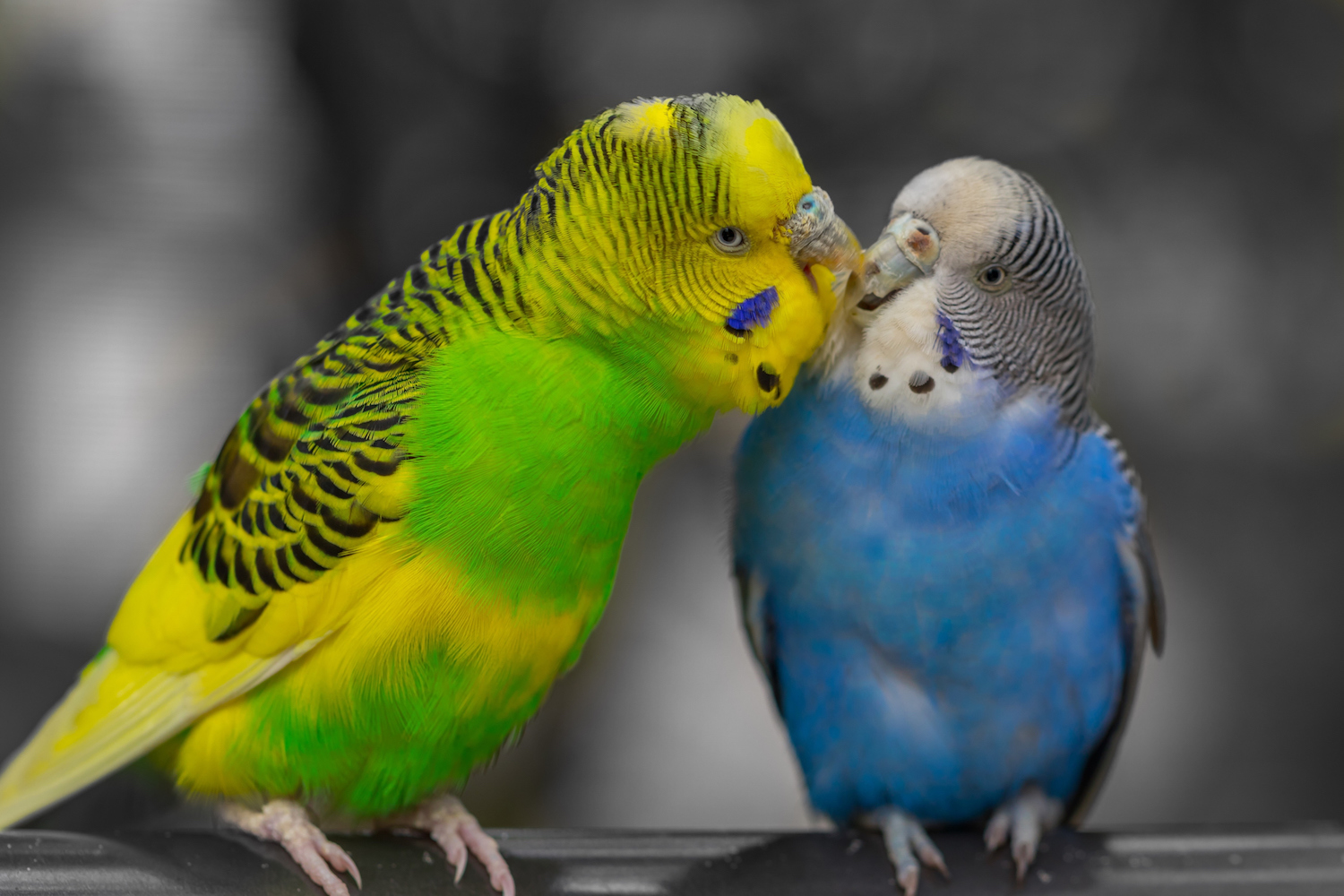 For budgies brains beat brawn in mating game - Cosmos Magazine