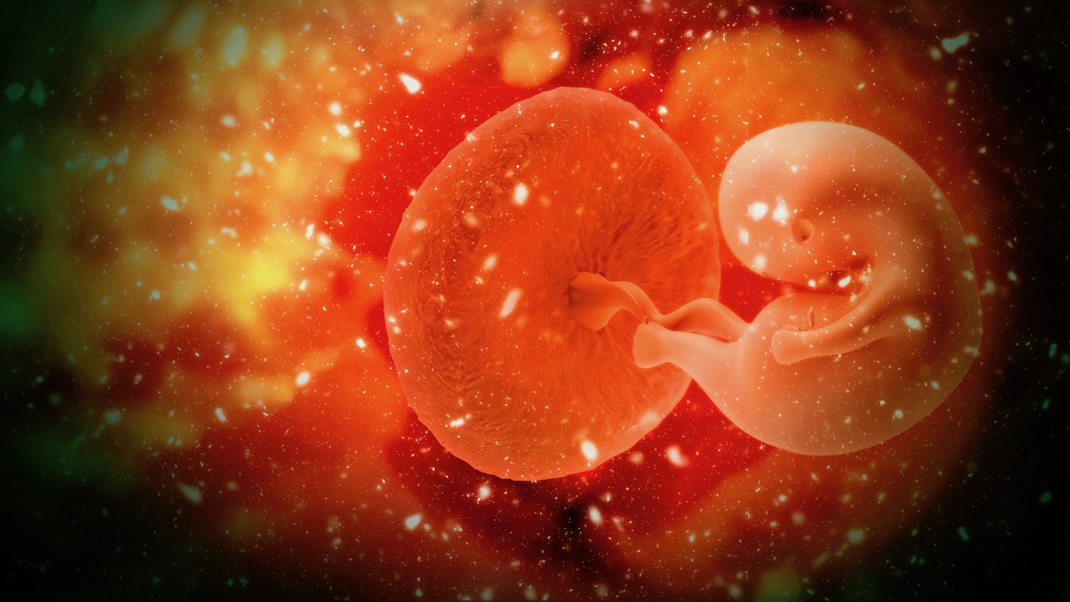 Человеческий эмбрион 1.5 месяца из воды