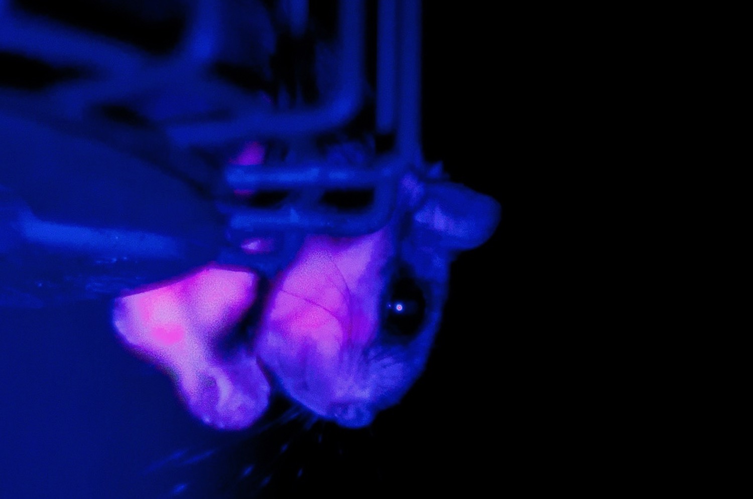 Как светится лишай под ультрафиолетом у кошек фото