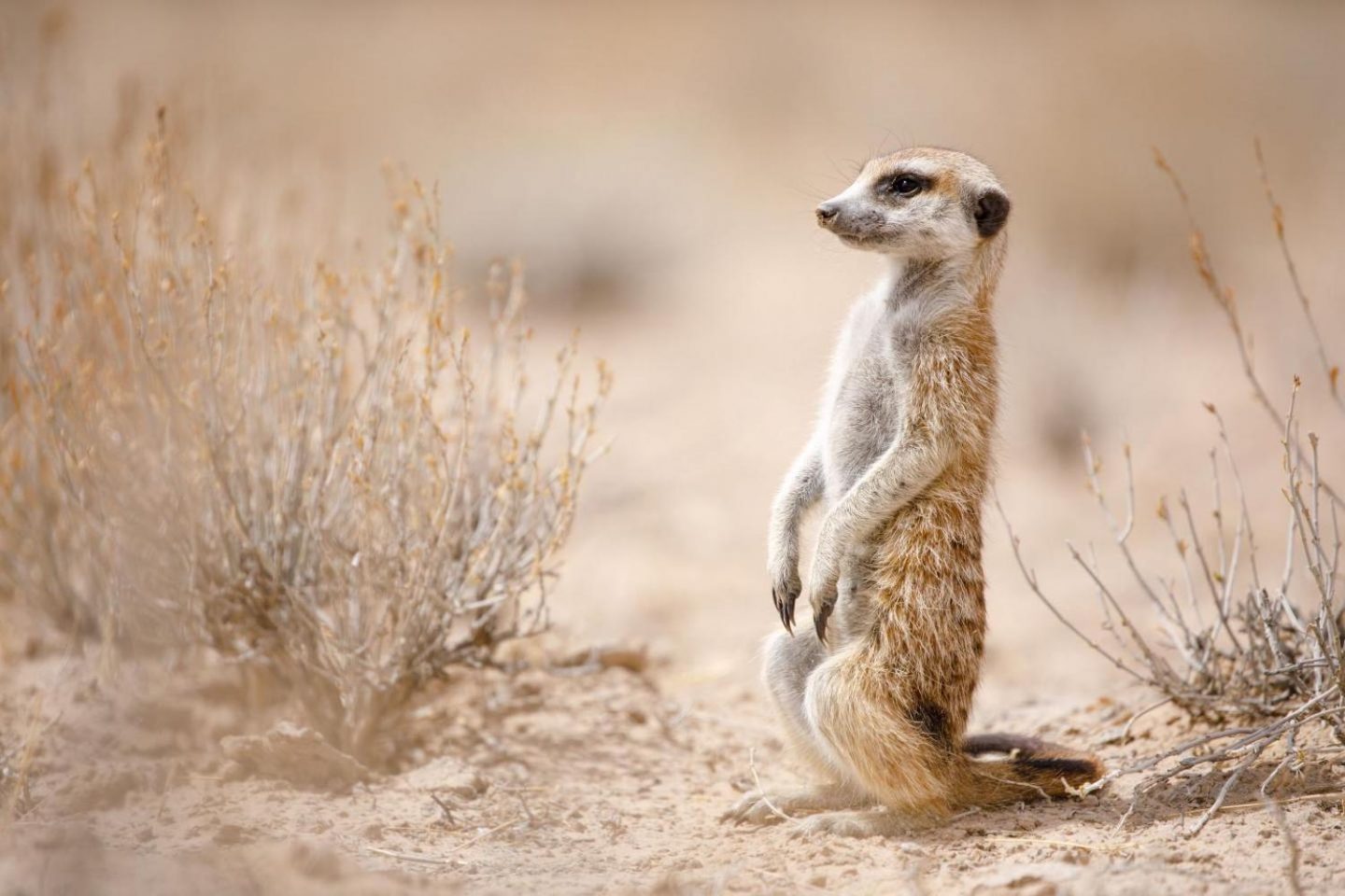 A meerkat stares into an uncertain future - Cosmos Magazine