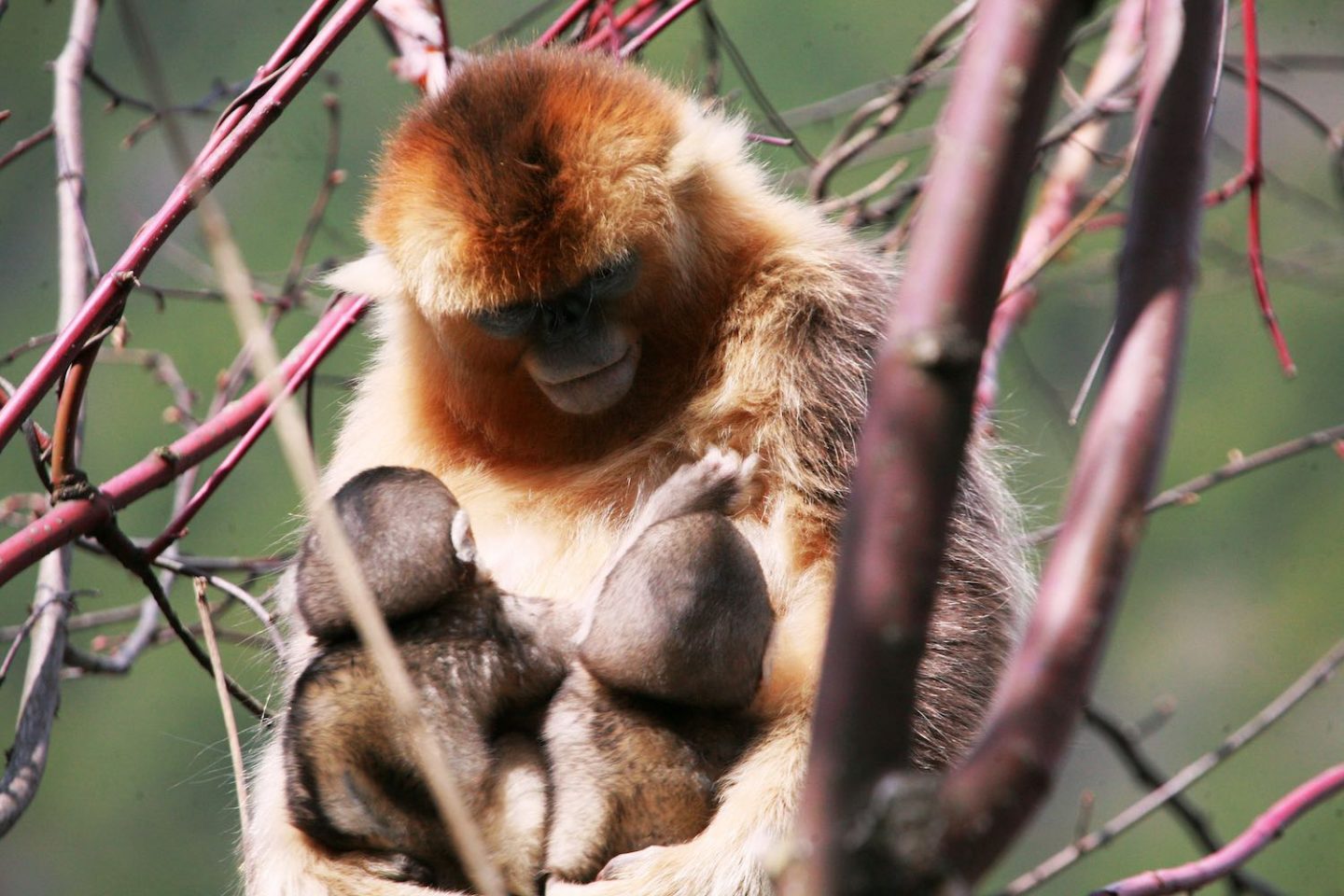 Chinese monkeys suckle unrelated infancts - Cosmos Magazine