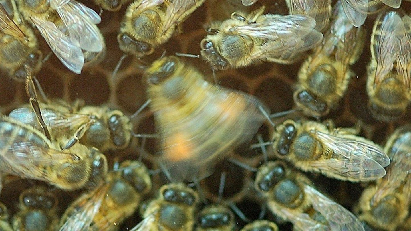 dance-communication system of bees
