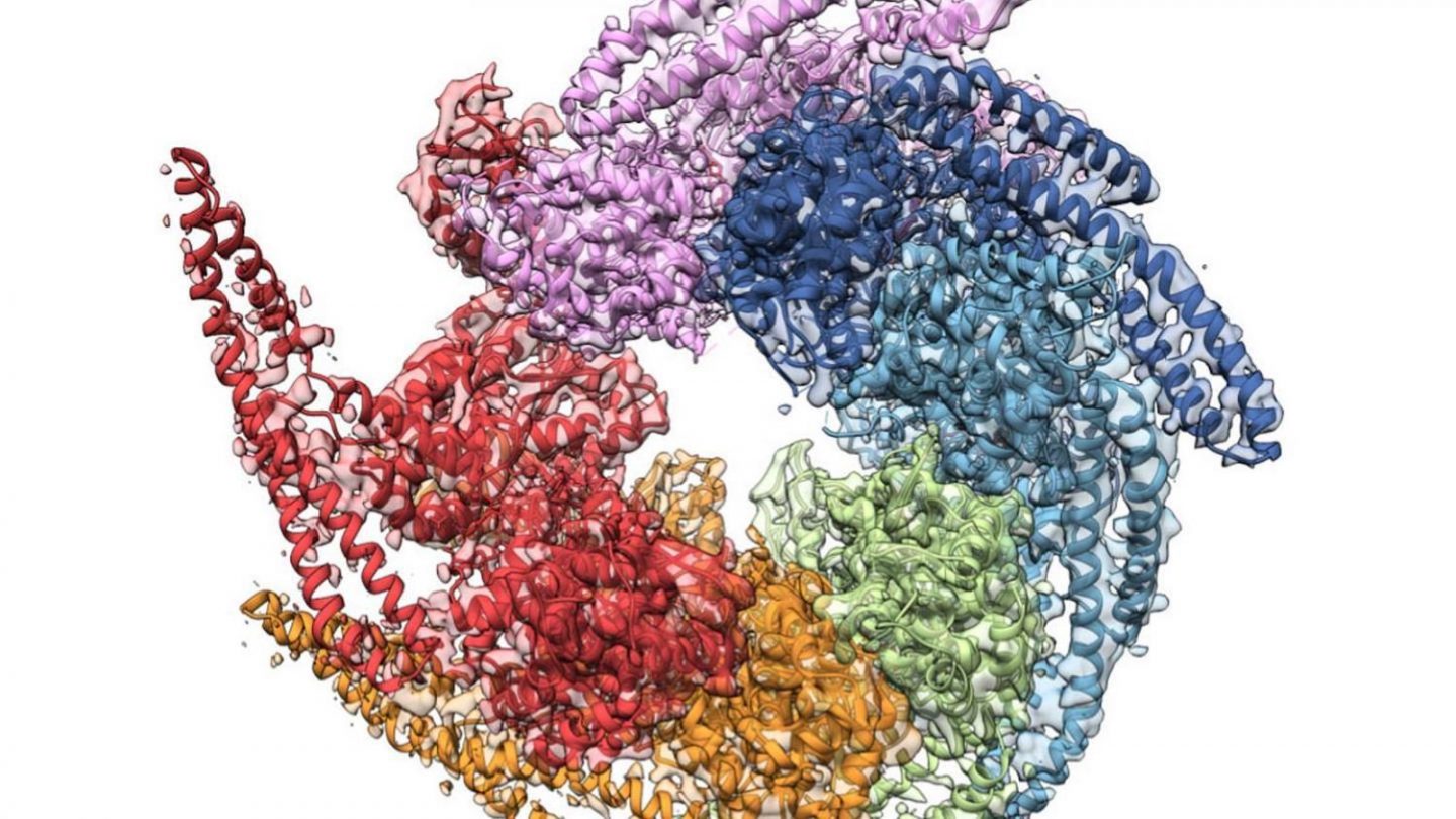 chaperone-protein-wellcome-collection