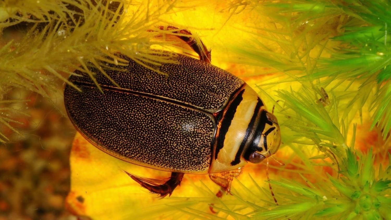 water-beetles-mate-to-an-evolutionary-standstill-cosmos-magazine