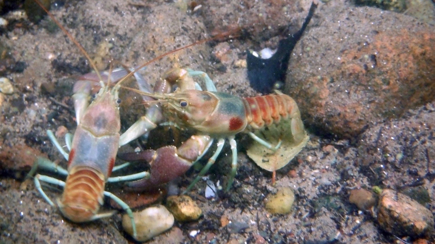 Invading Crayfish Sabotage Themselves