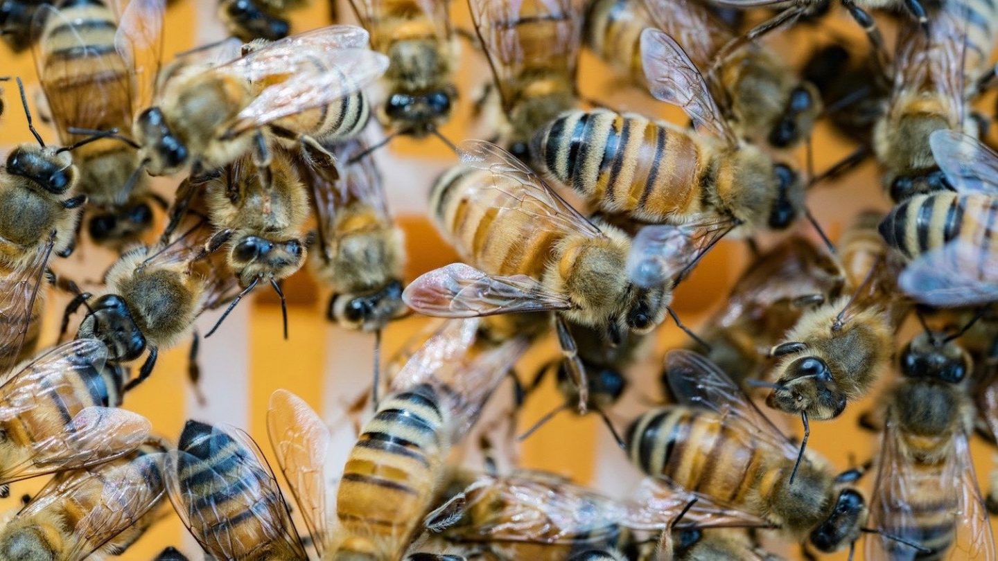Honeybee venom kills breast cancer cells - Cosmos Magazine