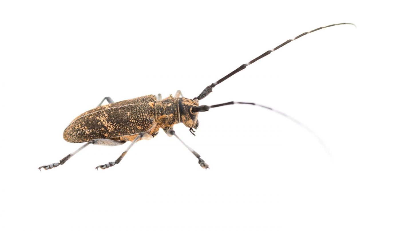 The longhorn beetle