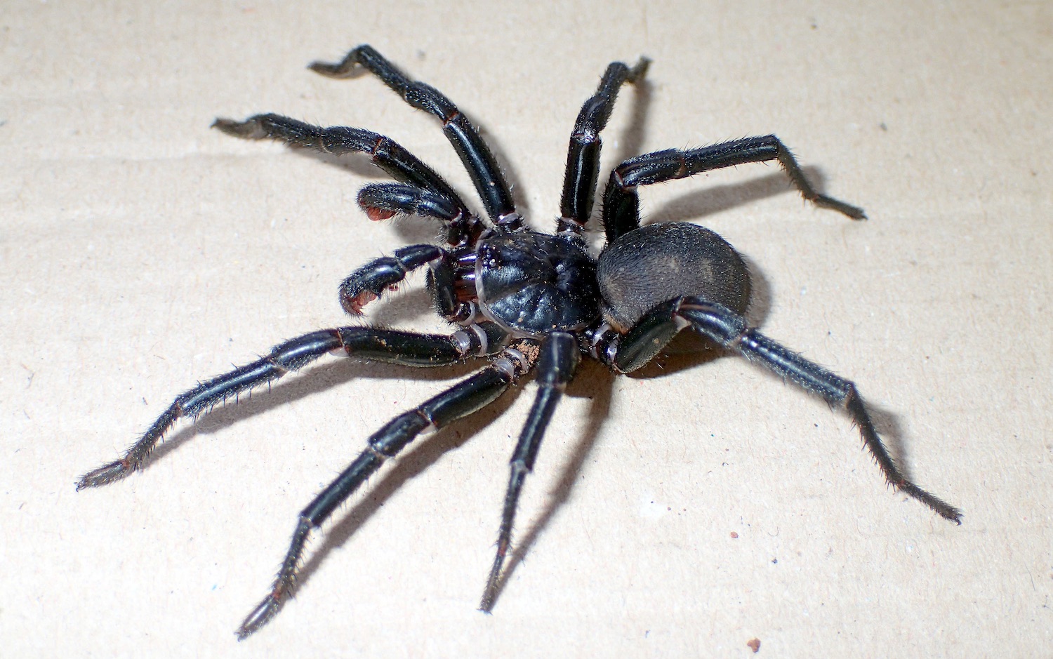 Australia Has Yet Another Large Scary Spider 