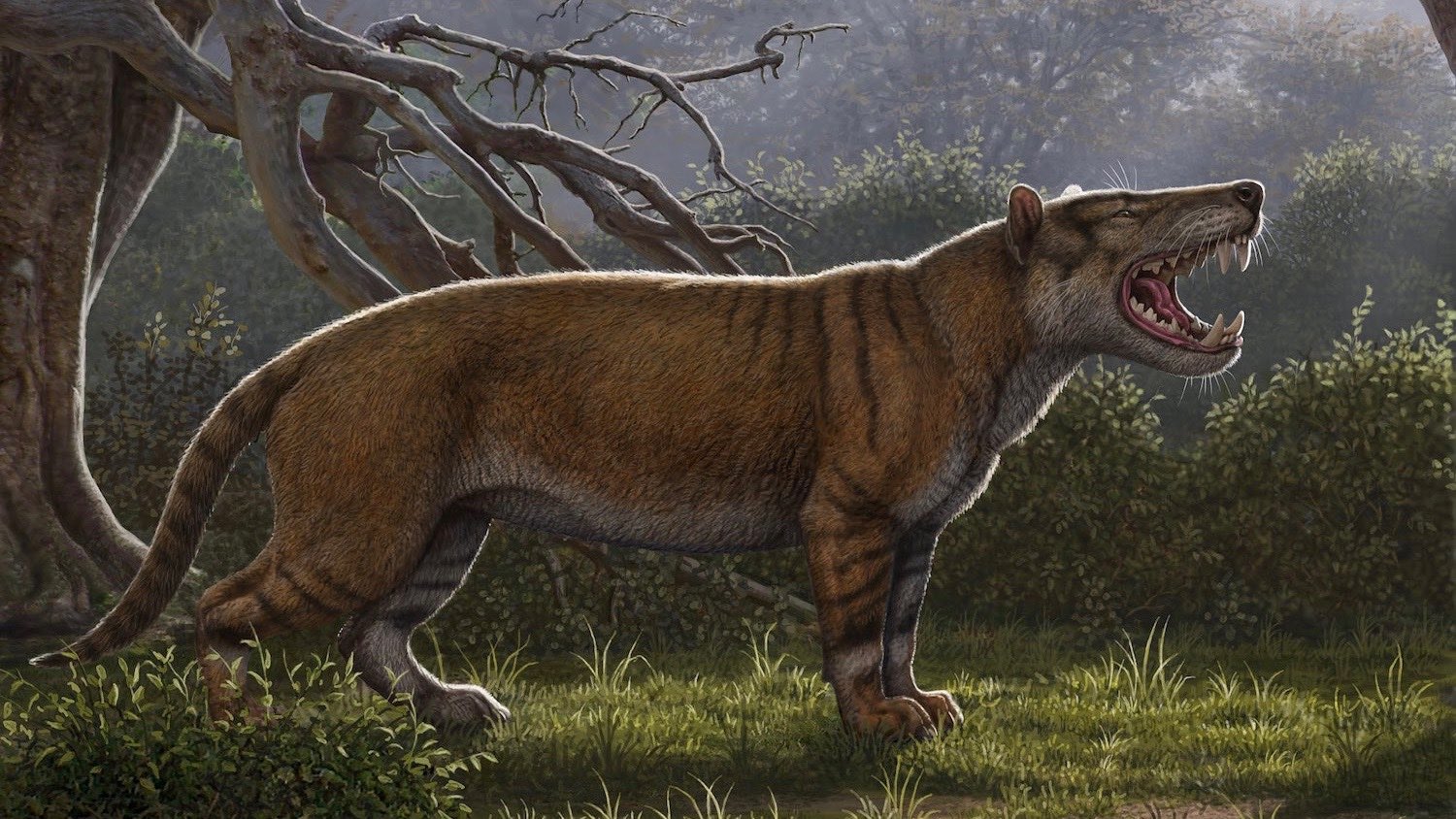 huge-ancient-predator-found-in-a-museum-drawer-cosmos-magazine