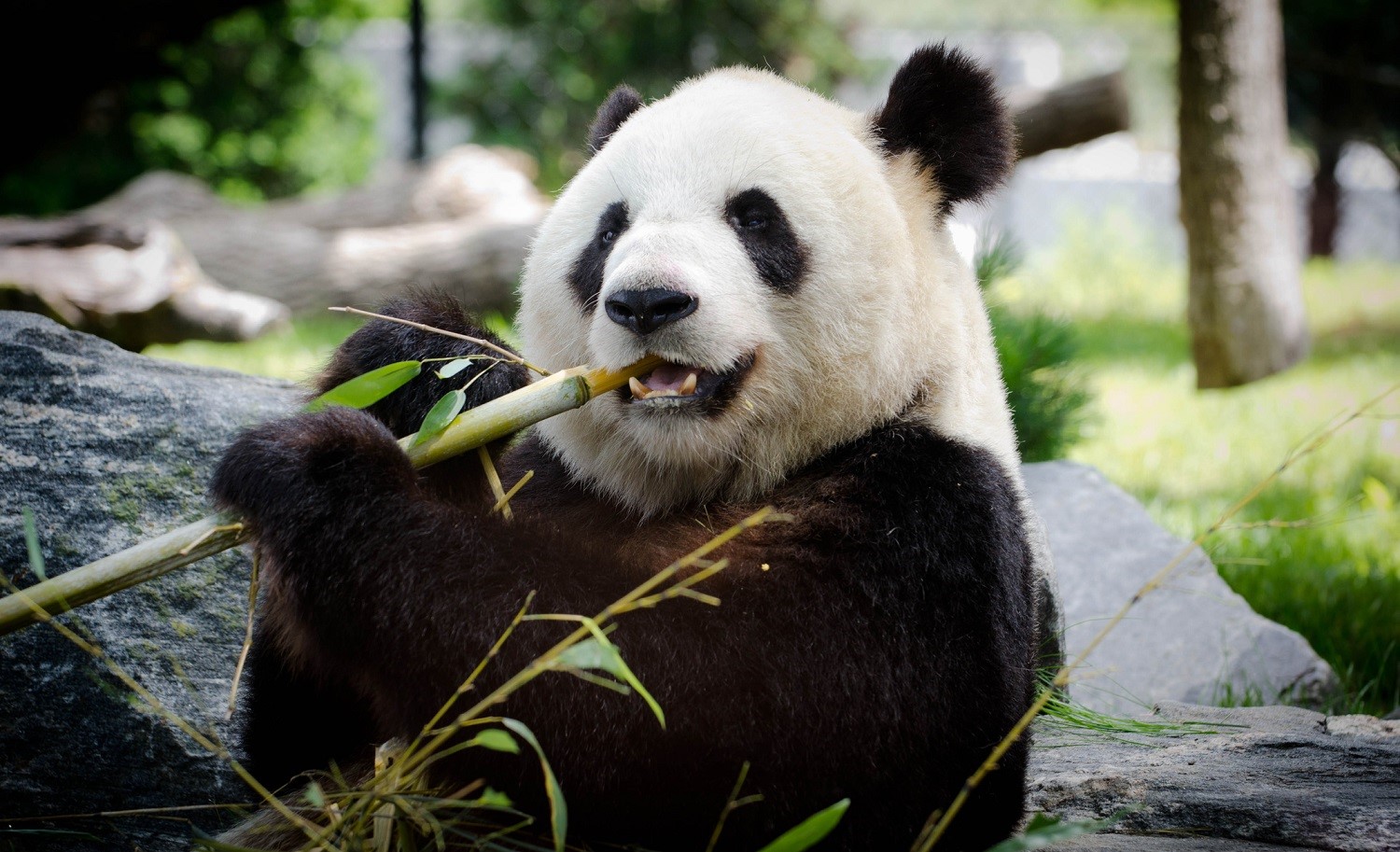 giant pandas eating bamboo