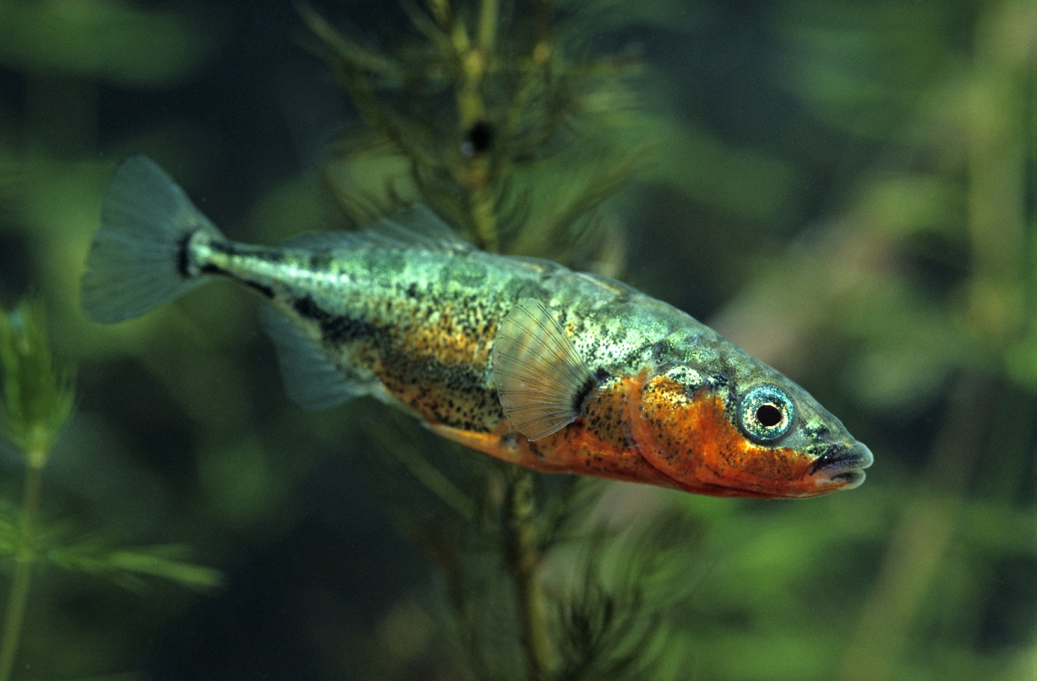 ‘Jumping’ genes let fish move from sea to fresh water