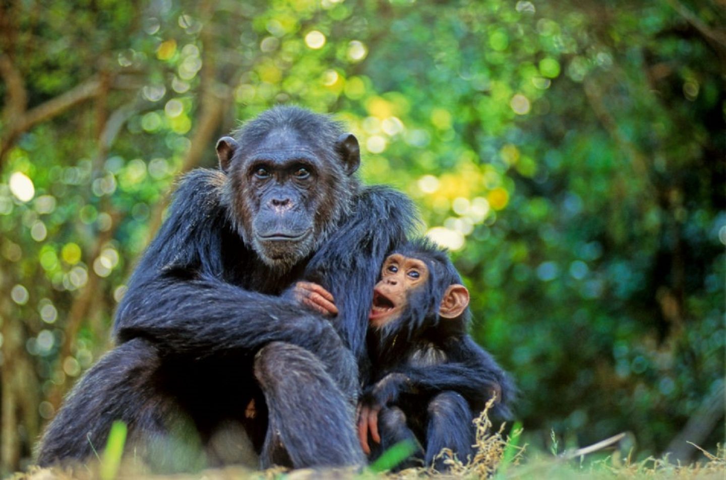 Female and juvenile chimps are more likely than adult males to eat crabs.
