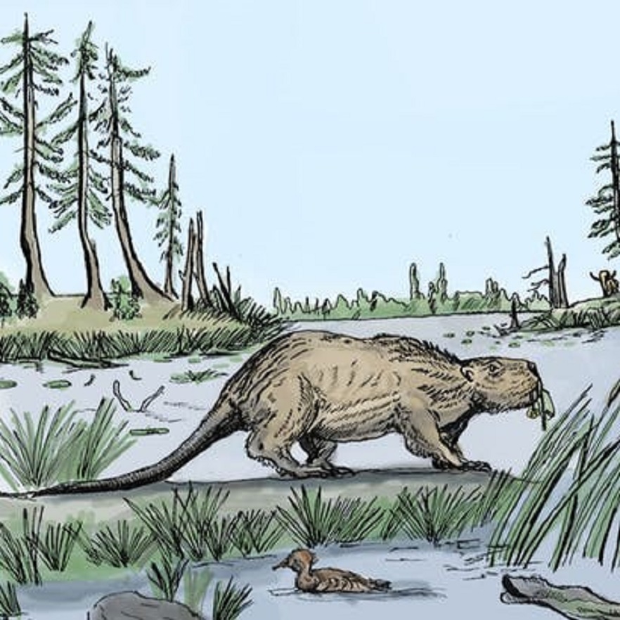 Why giant beavers died out 10,000 years ago Cosmos Magazine