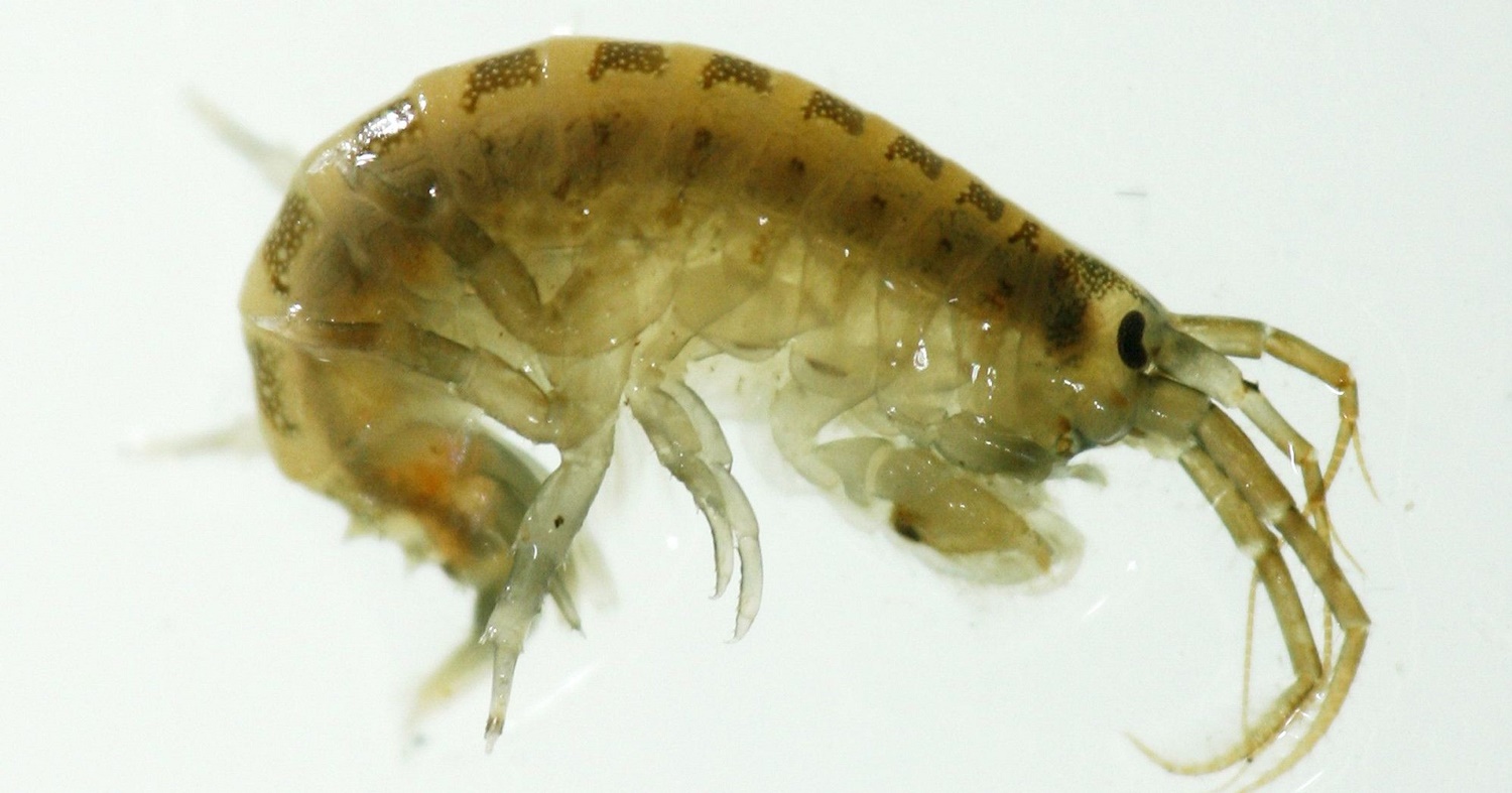 Killer Shrimps Wreak Havoc Through Terror