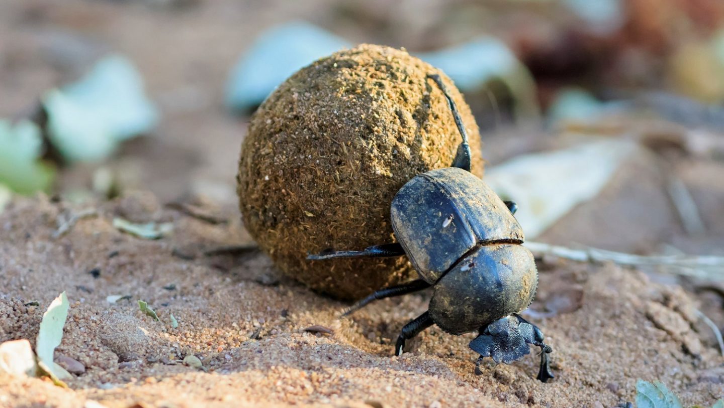Dung beetles use the position of the sun and the direction of the wind to navigate.