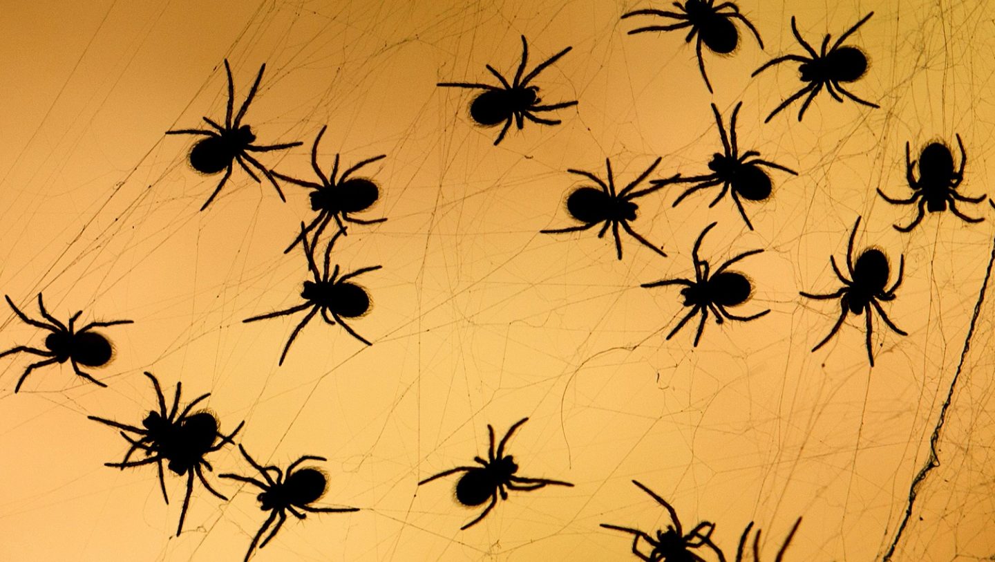 social-isolation-makes-spiders-aggressive-cosmos-magazine