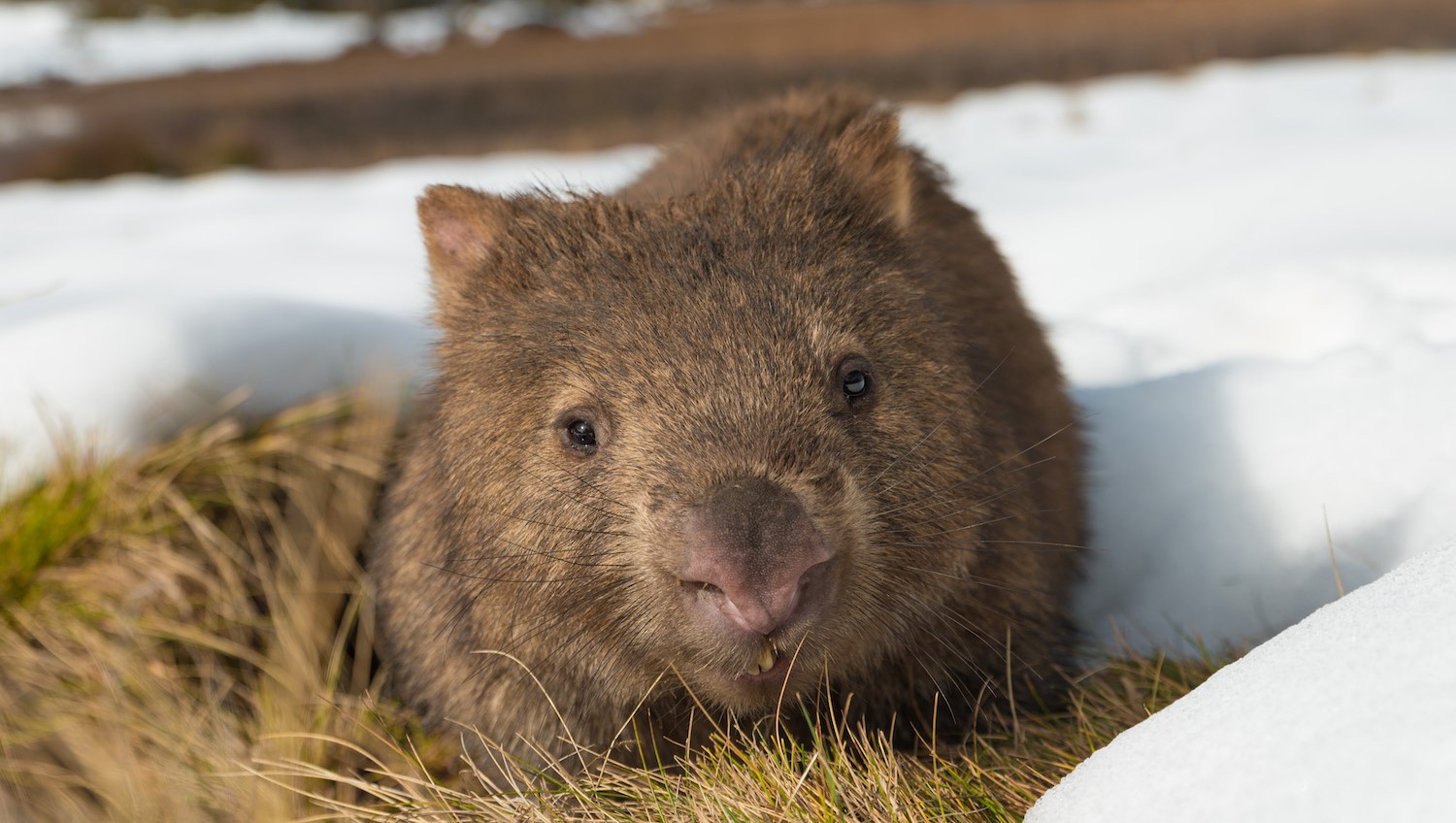 Finding the genes needed to save Australian mammals