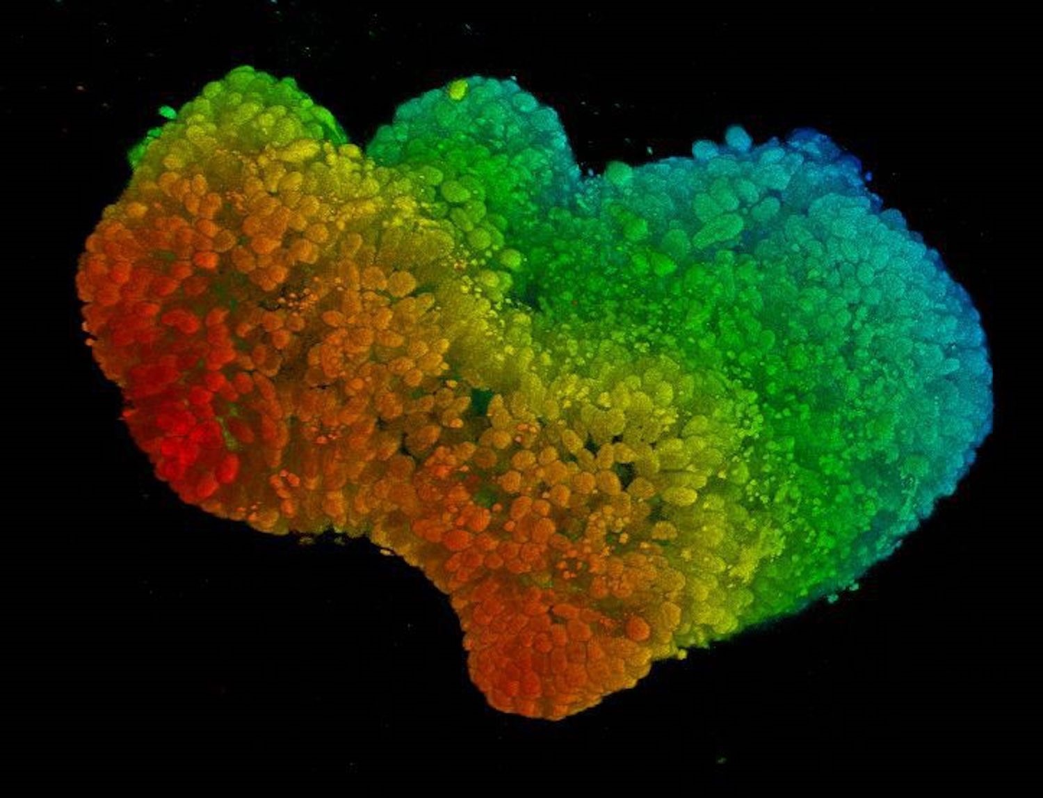 Organoids offer new research opportunities - Cosmos Magazine