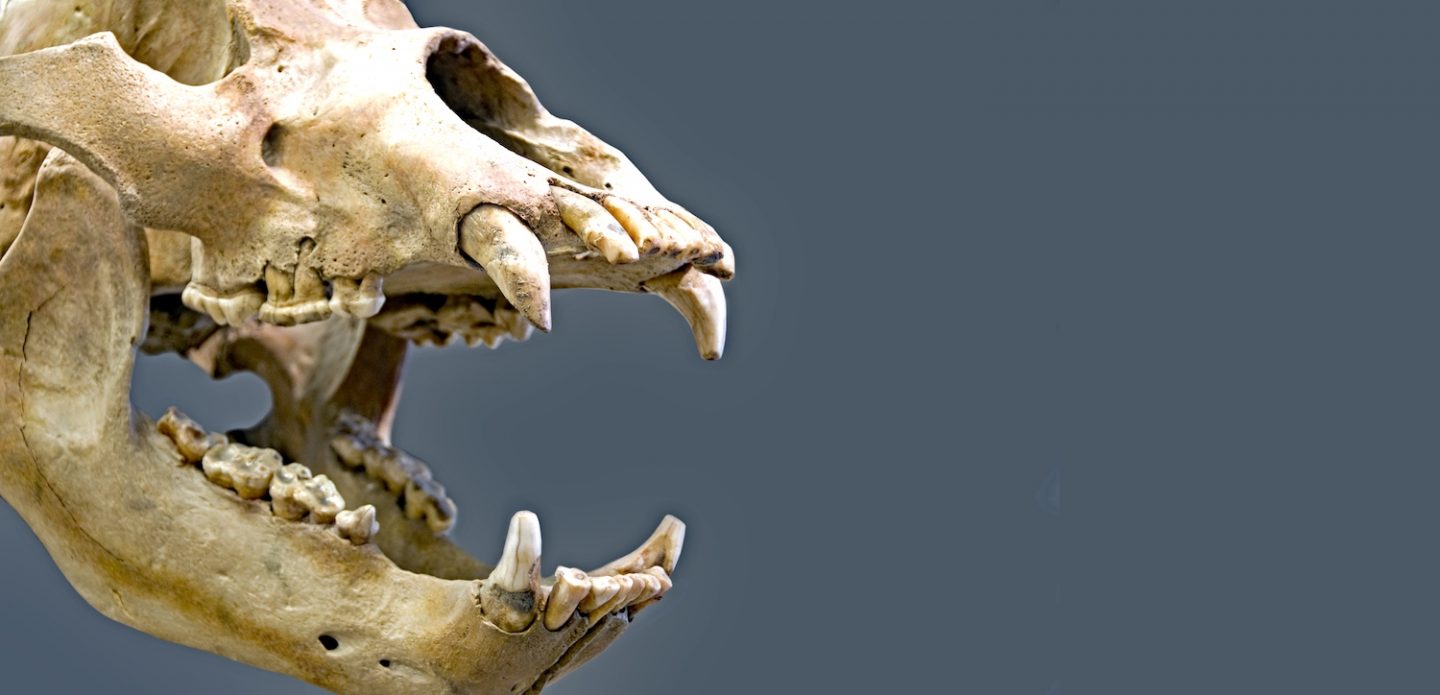 Skull of a cave bear (Ursus spelaeus).