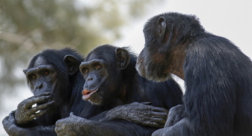 Study: Monkeys are much smarter than we thought they were •