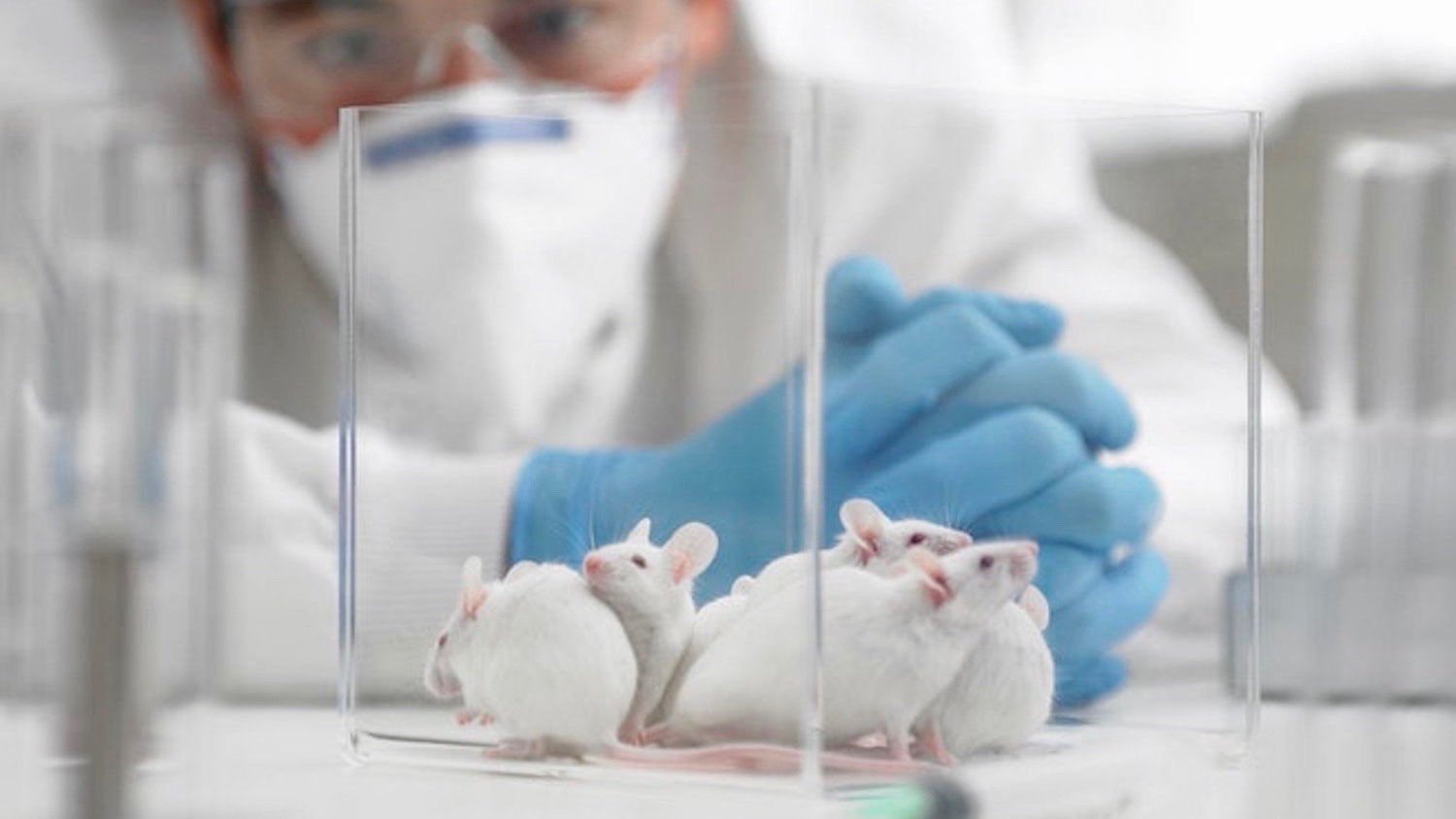 Animal lab. Исследования на мышах. Исследования на животных. Лабораторные животные.