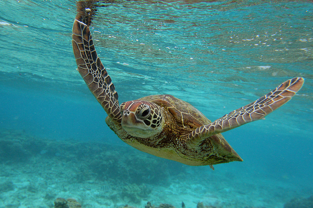 conservation initiatives save animals such as sea turtles