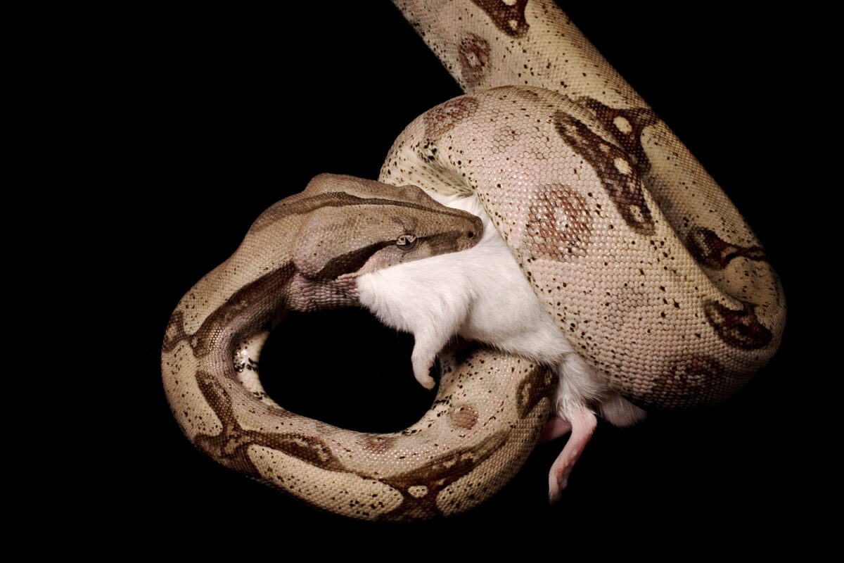 How A Boa Constrictor S Deadly Embrace Works